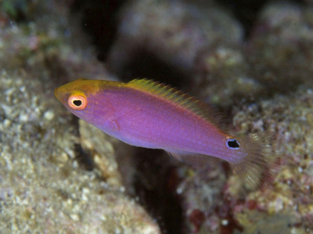 Cirrhilabrus rubrimarginatus